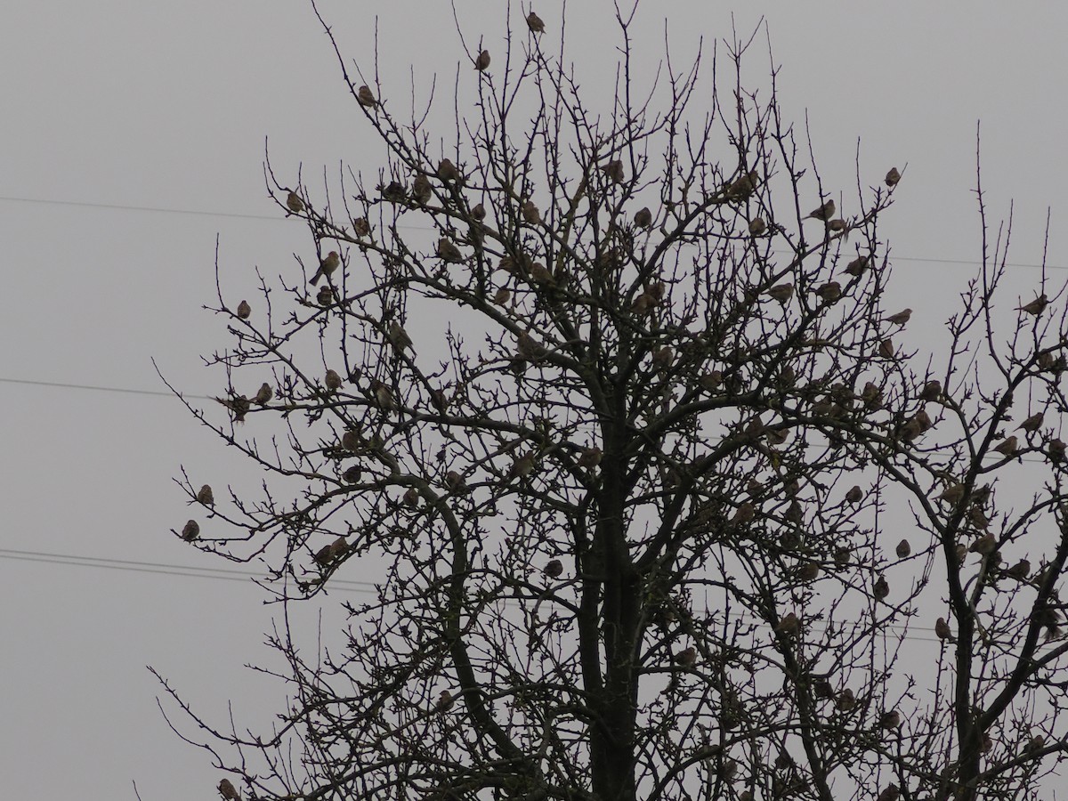 Corn Bunting - ML646397623