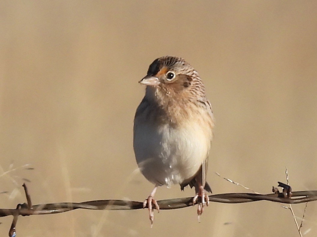 Grasshopper Sparrow - ML646397625