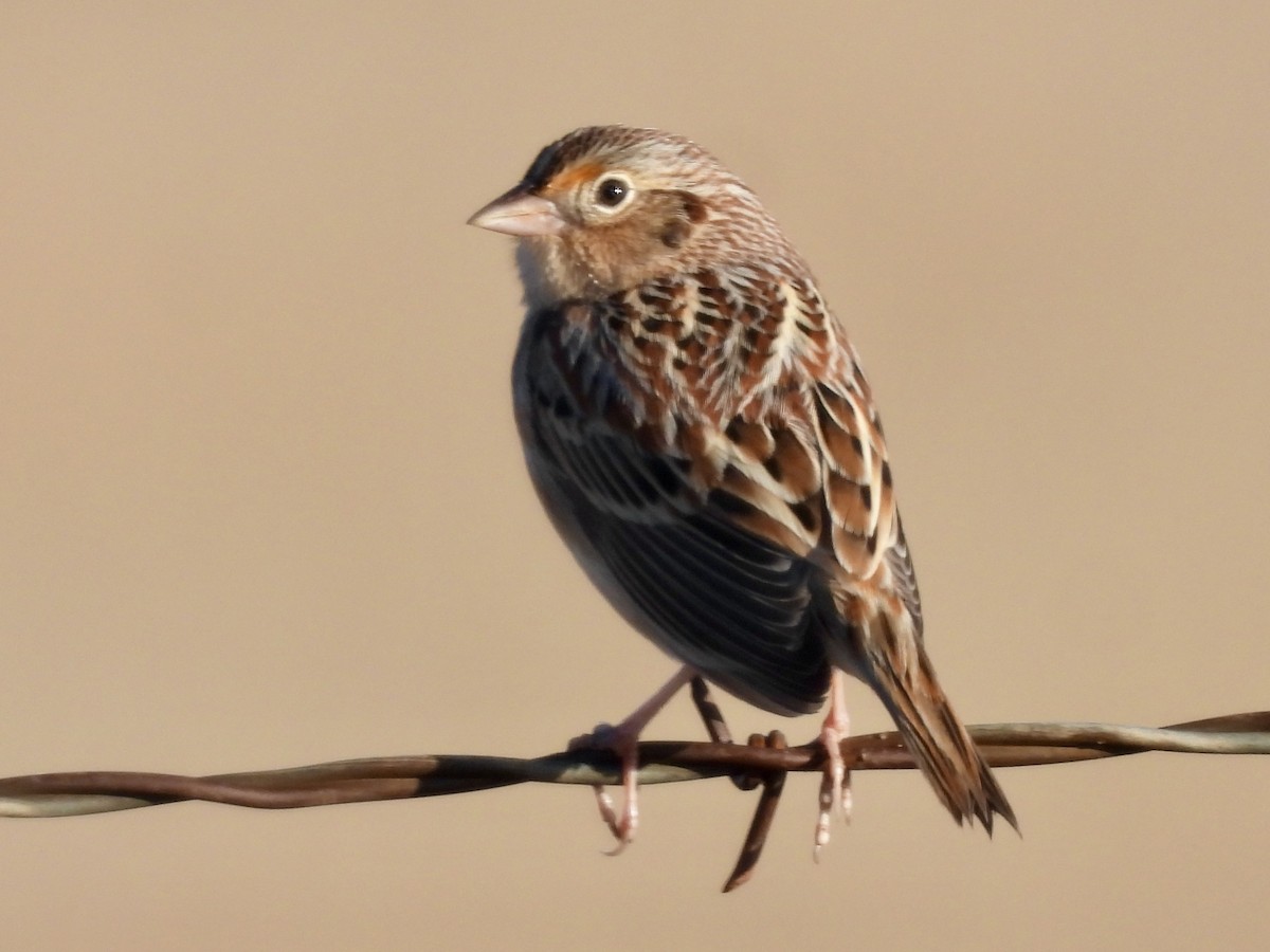 Grasshopper Sparrow - ML646397626