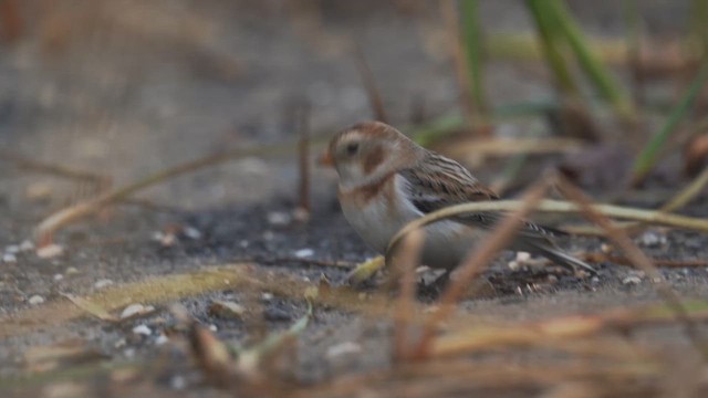 ユキホオジロ - ML646397632