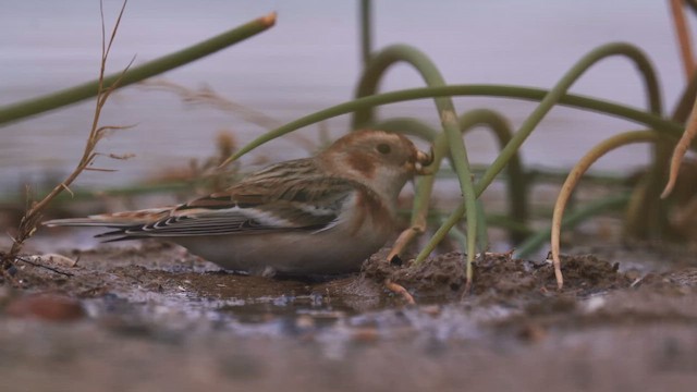 ユキホオジロ - ML646397635