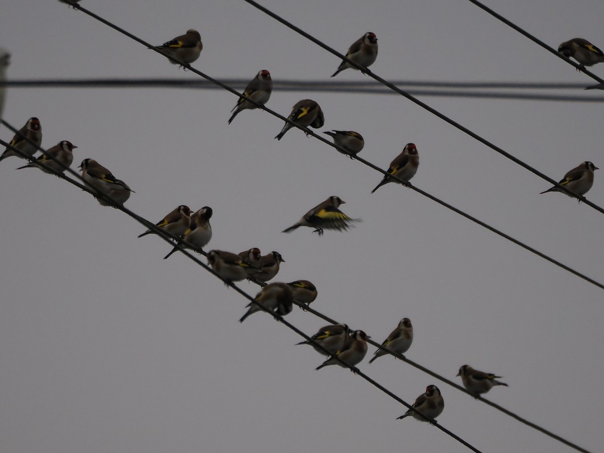 European Goldfinch - ML646397639