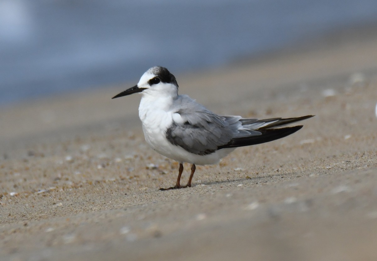 Sterne naine - ML646397640