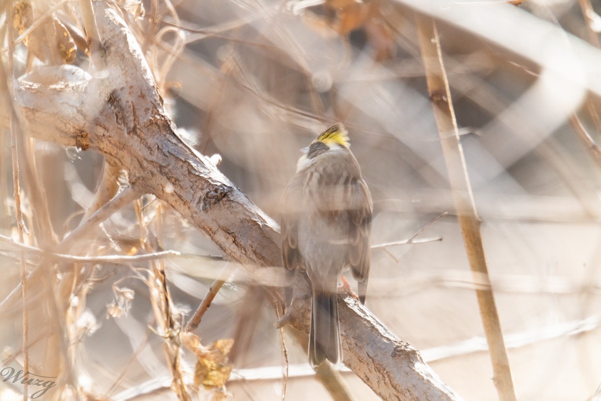 黃喉鵐 - ML646397641