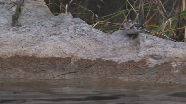 ユキホオジロ - ML646397643