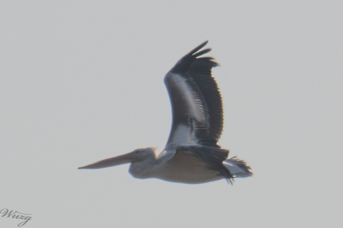 卷羽鵜鶘 - ML646397644