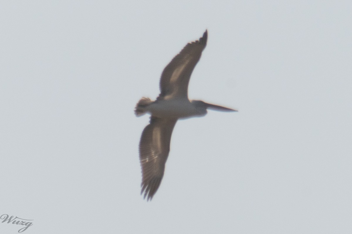 卷羽鵜鶘 - ML646397645