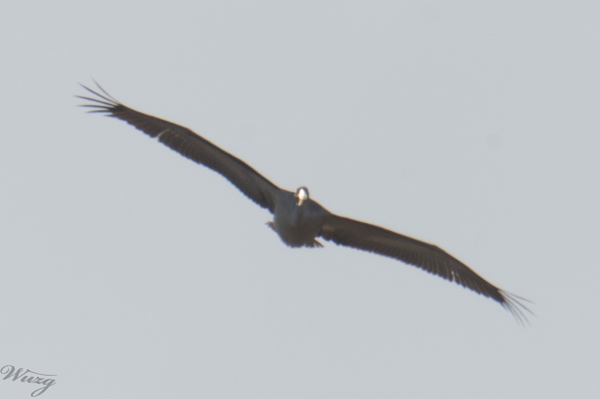 卷羽鵜鶘 - ML646397646