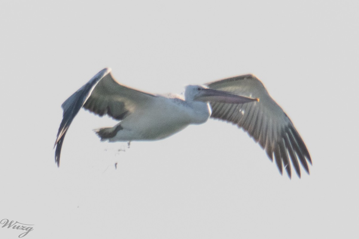 卷羽鵜鶘 - ML646397647