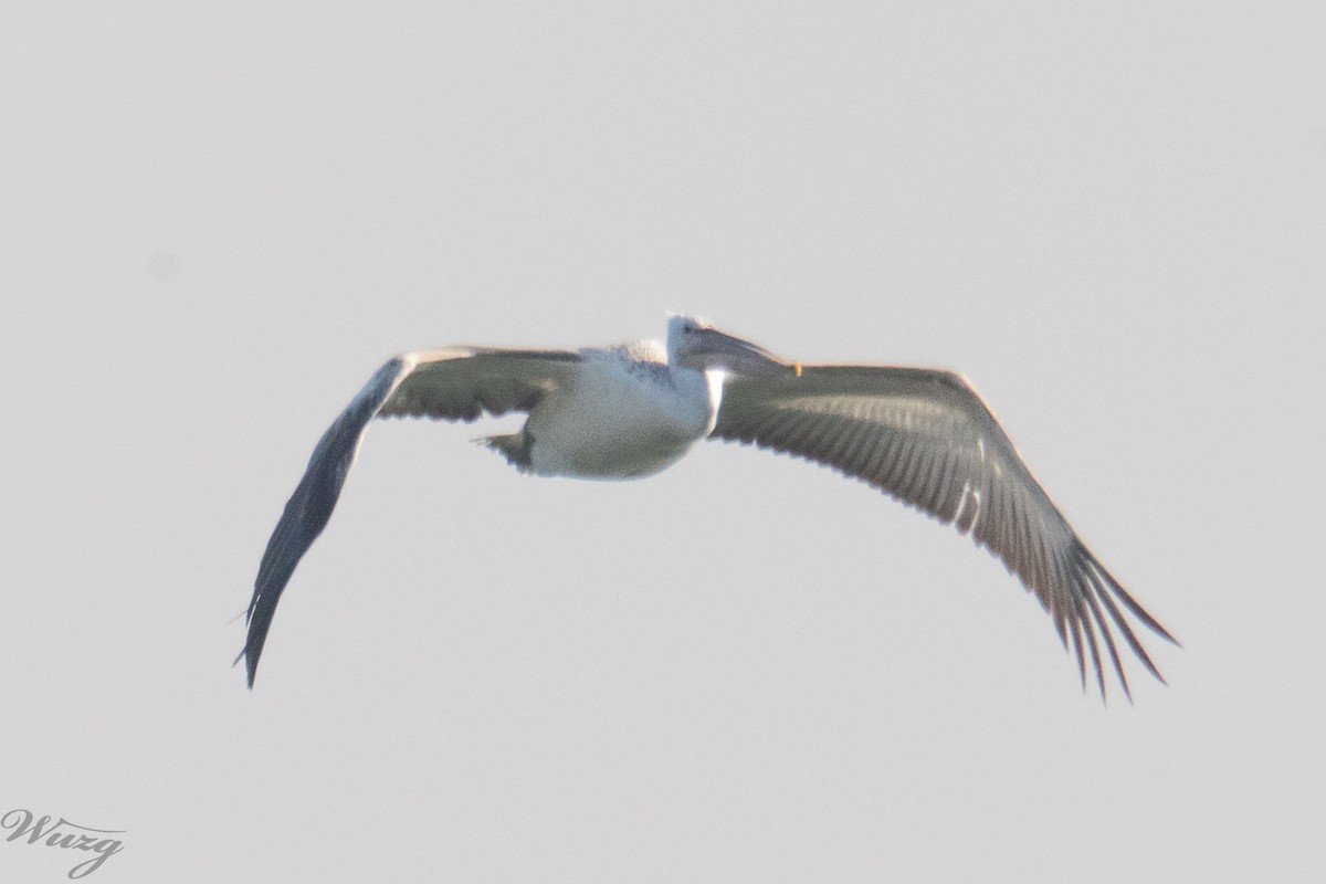 卷羽鵜鶘 - ML646397648