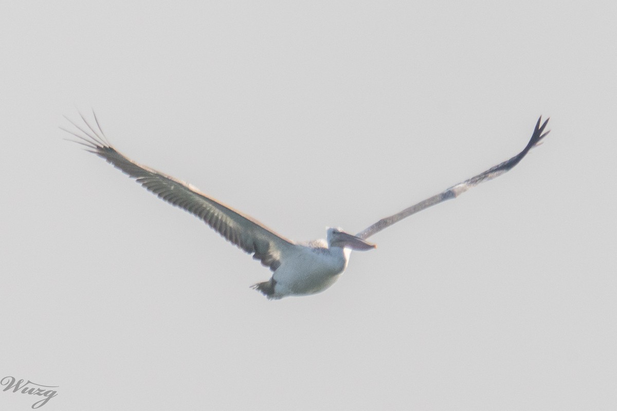 卷羽鵜鶘 - ML646397650