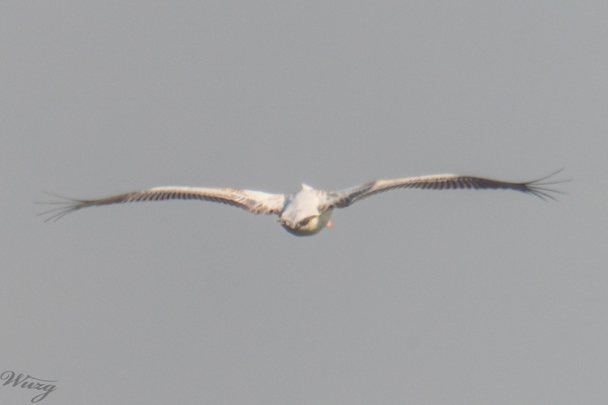 卷羽鵜鶘 - ML646397651