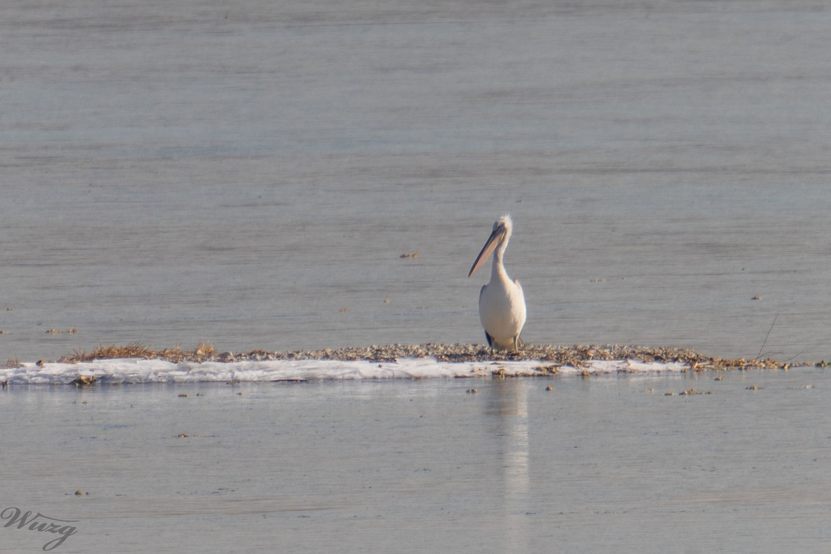 Борцгор хотон - ML646397652