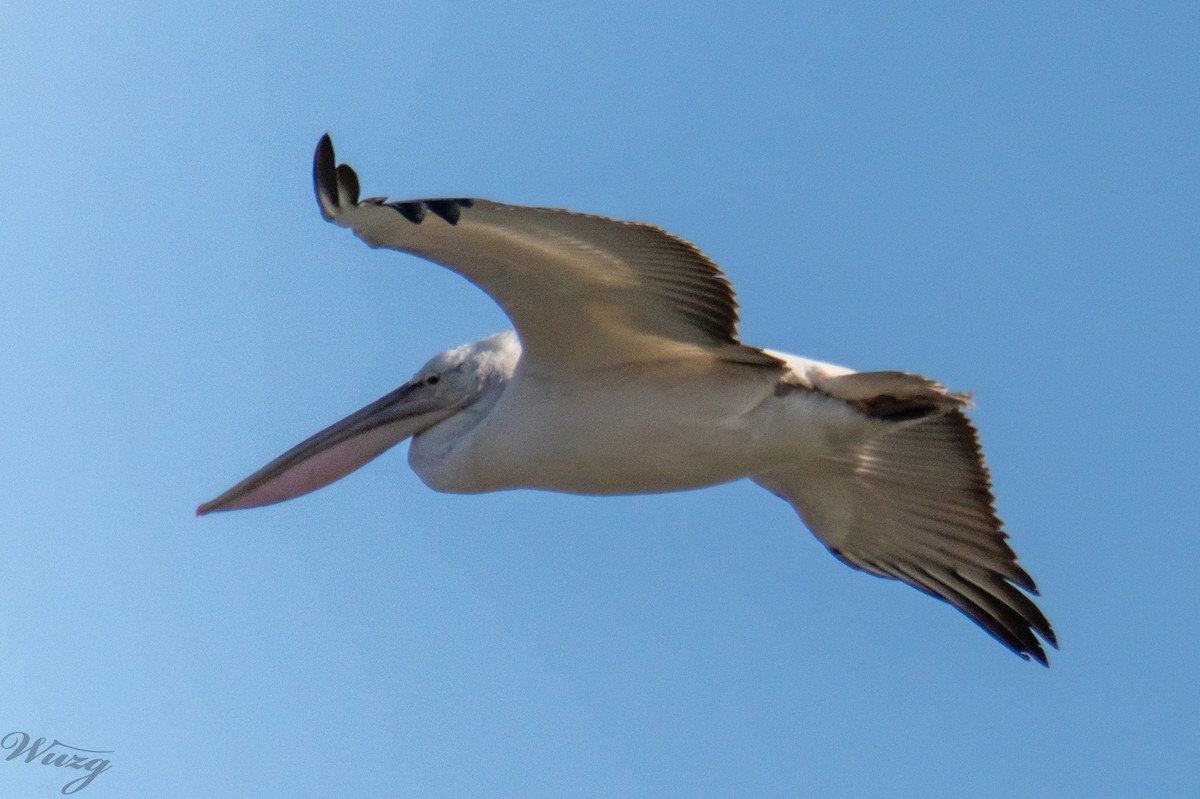 卷羽鵜鶘 - ML646397653