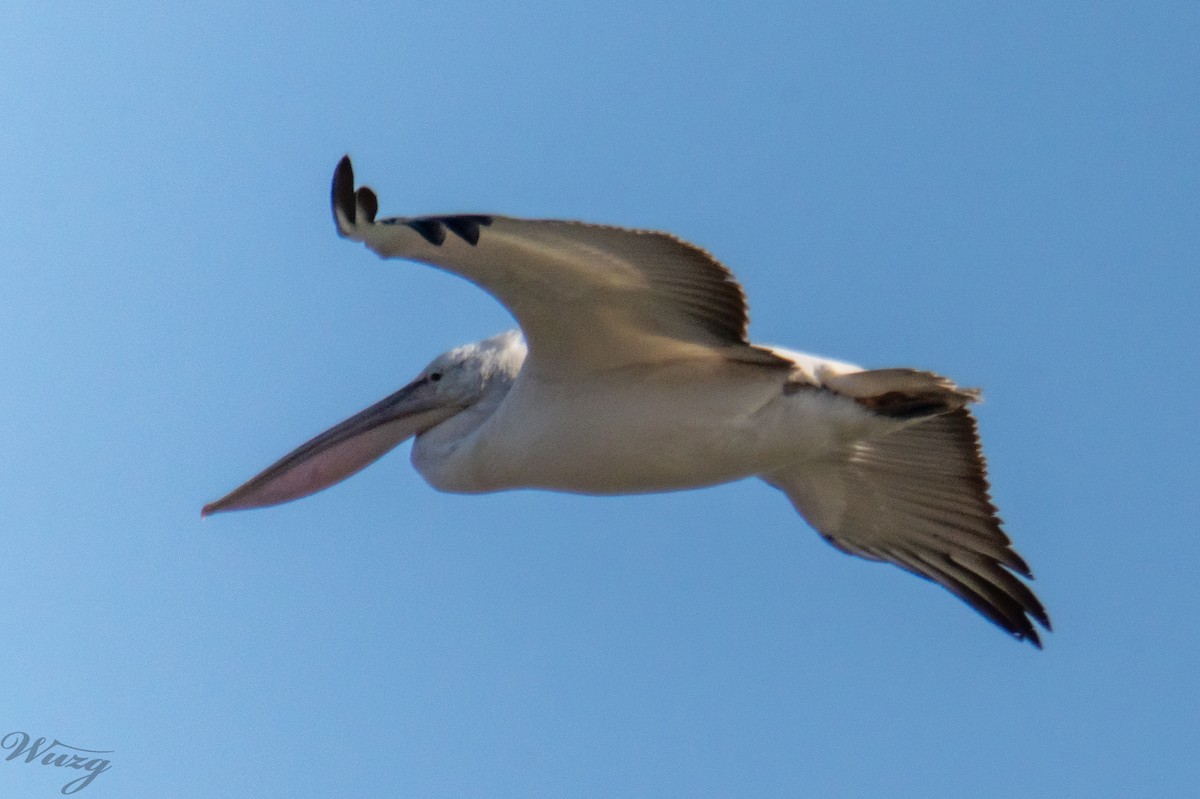 Борцгор хотон - ML646397654