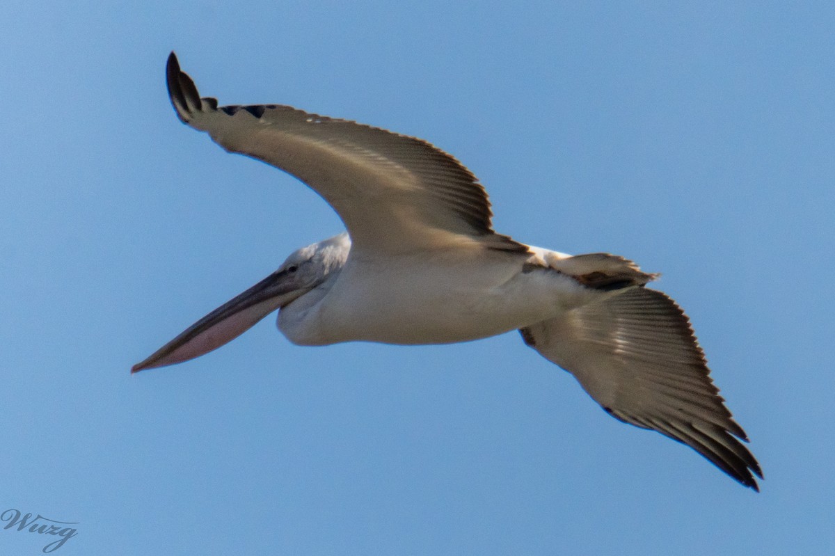 Борцгор хотон - ML646397656