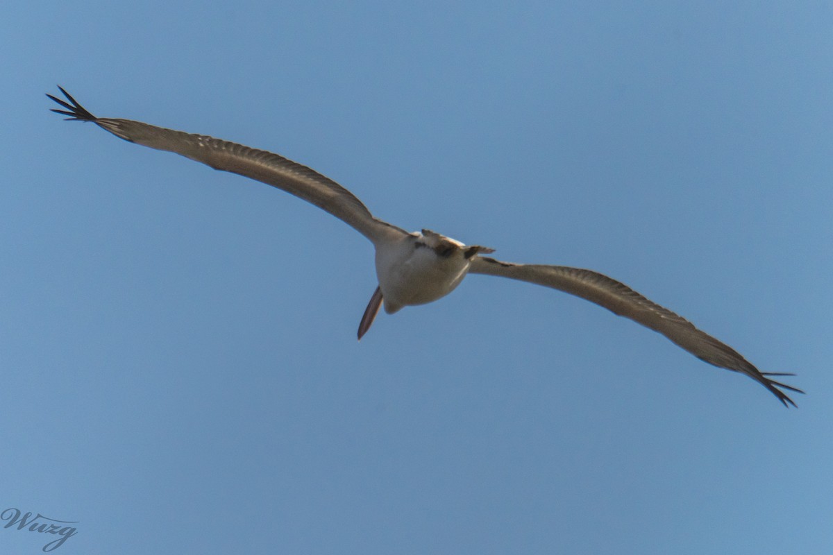 Борцгор хотон - ML646397657