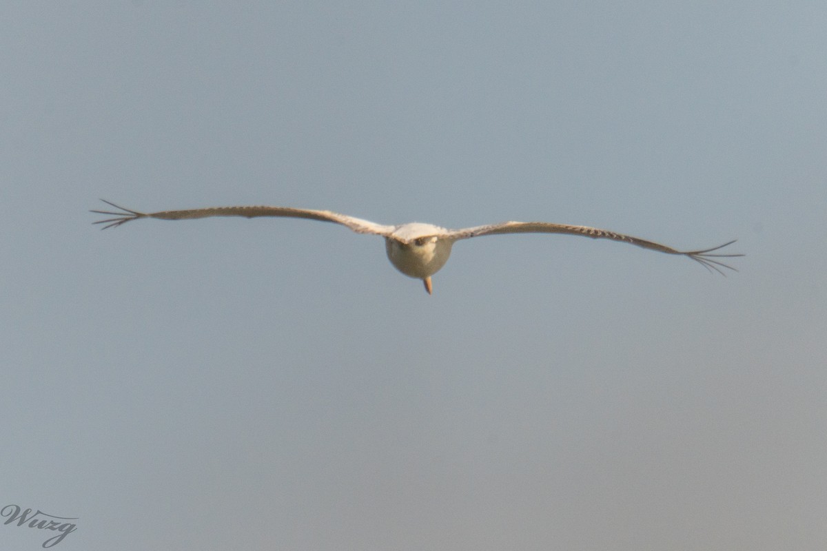 Борцгор хотон - ML646397658