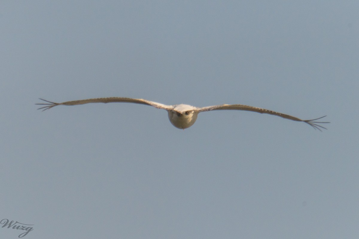 Борцгор хотон - ML646397659