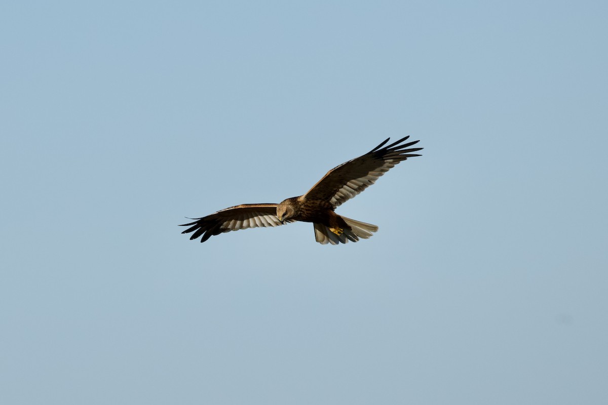 Намгийн хулд - ML646397660