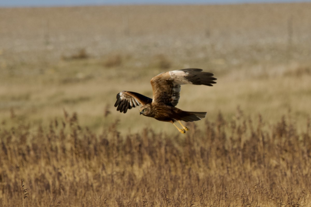 Намгийн хулд - ML646397662