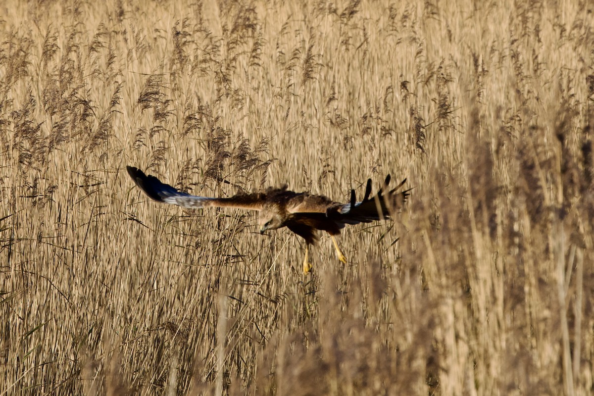 Намгийн хулд - ML646397663