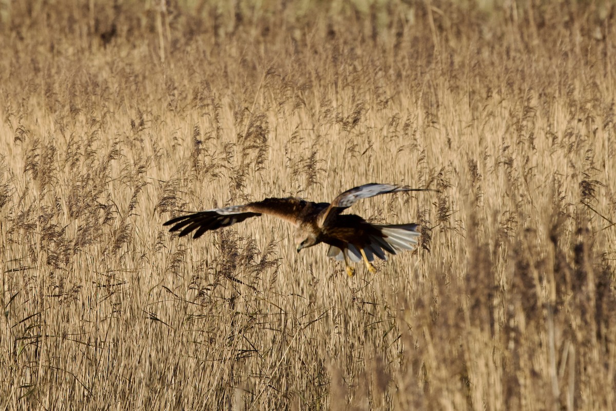 Намгийн хулд - ML646397664