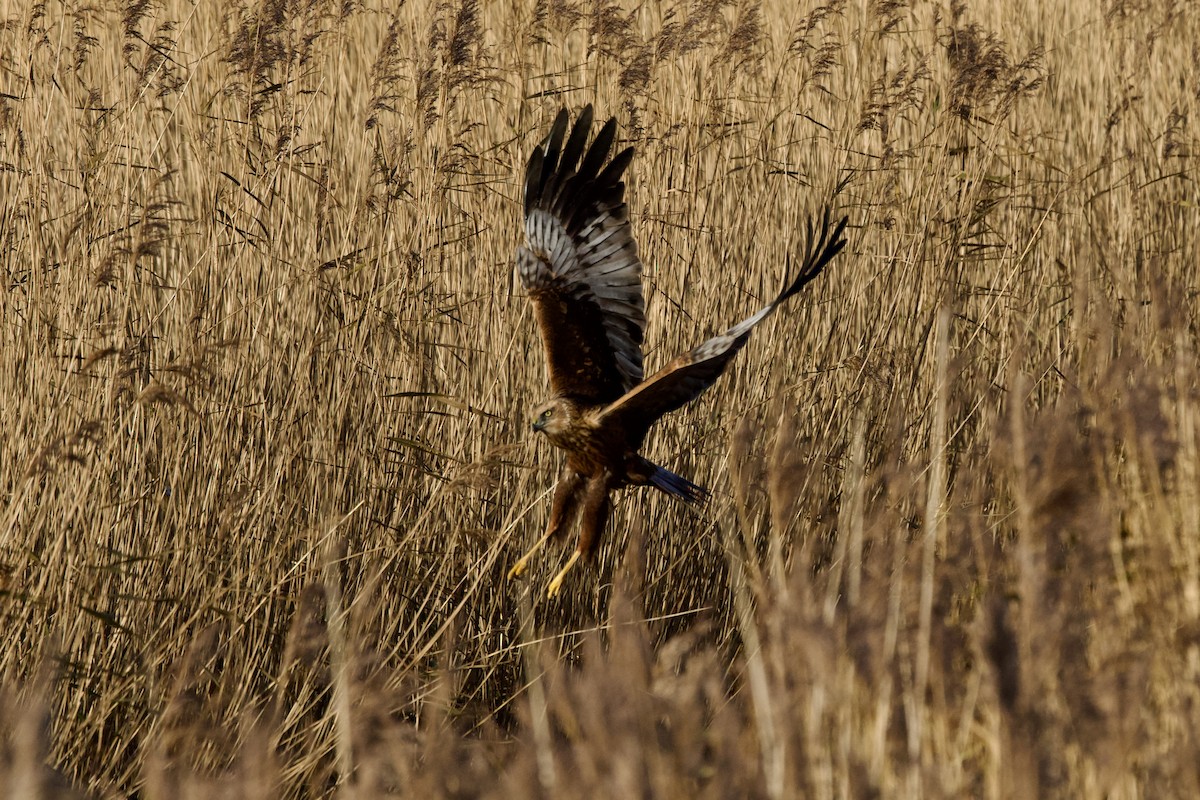 Намгийн хулд - ML646397665