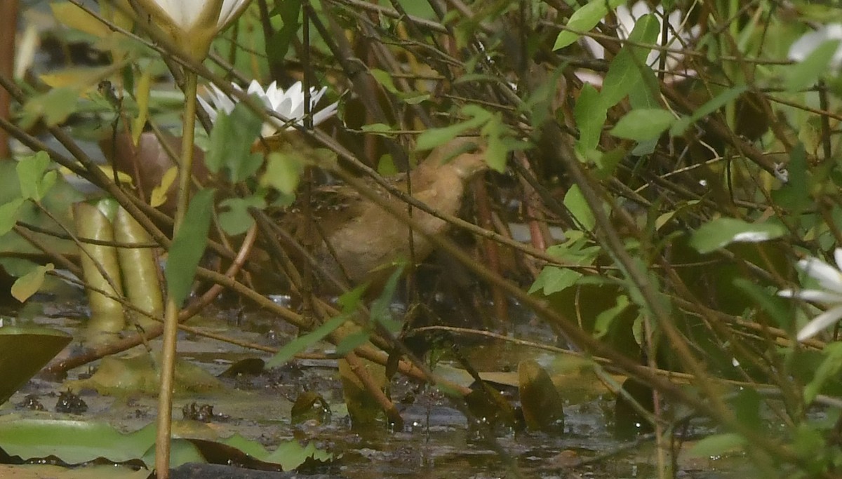 Pheasant-tailed Jacana - ML646397667