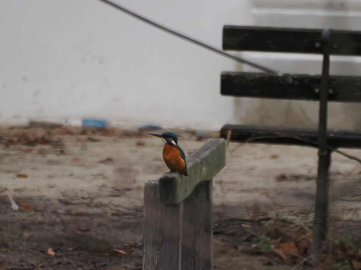 Номин шогшир - ML646397668