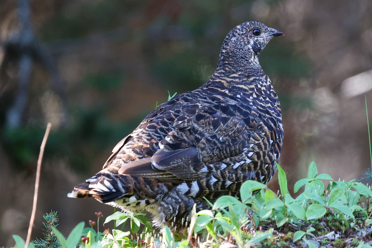Spruce Grouse - ML646397669