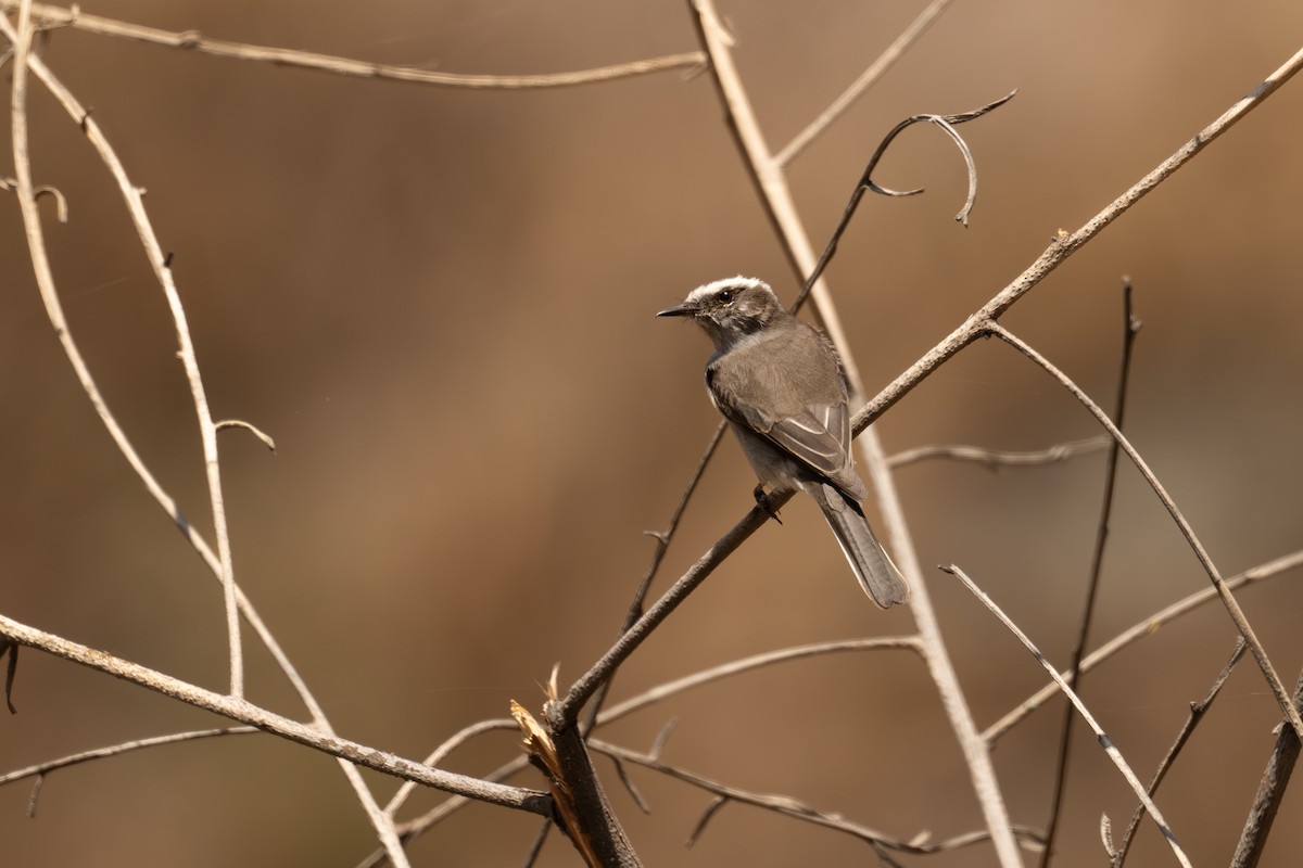 White-browed Chat-Tyrant - ML646397673