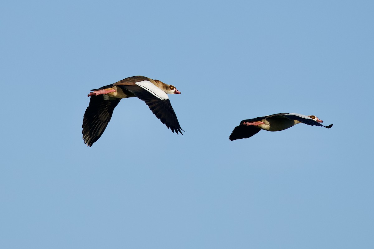 Egyptian Goose - ML646397674