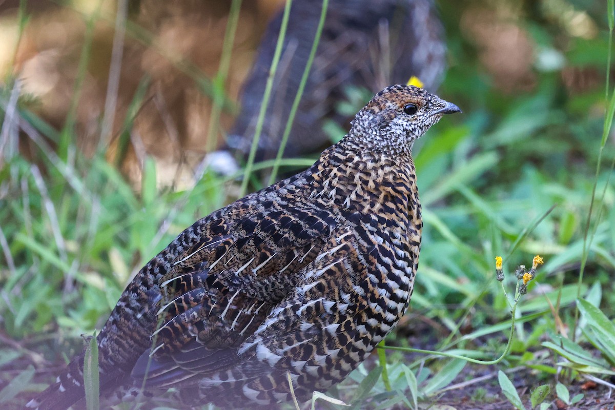 Spruce Grouse - ML646397675