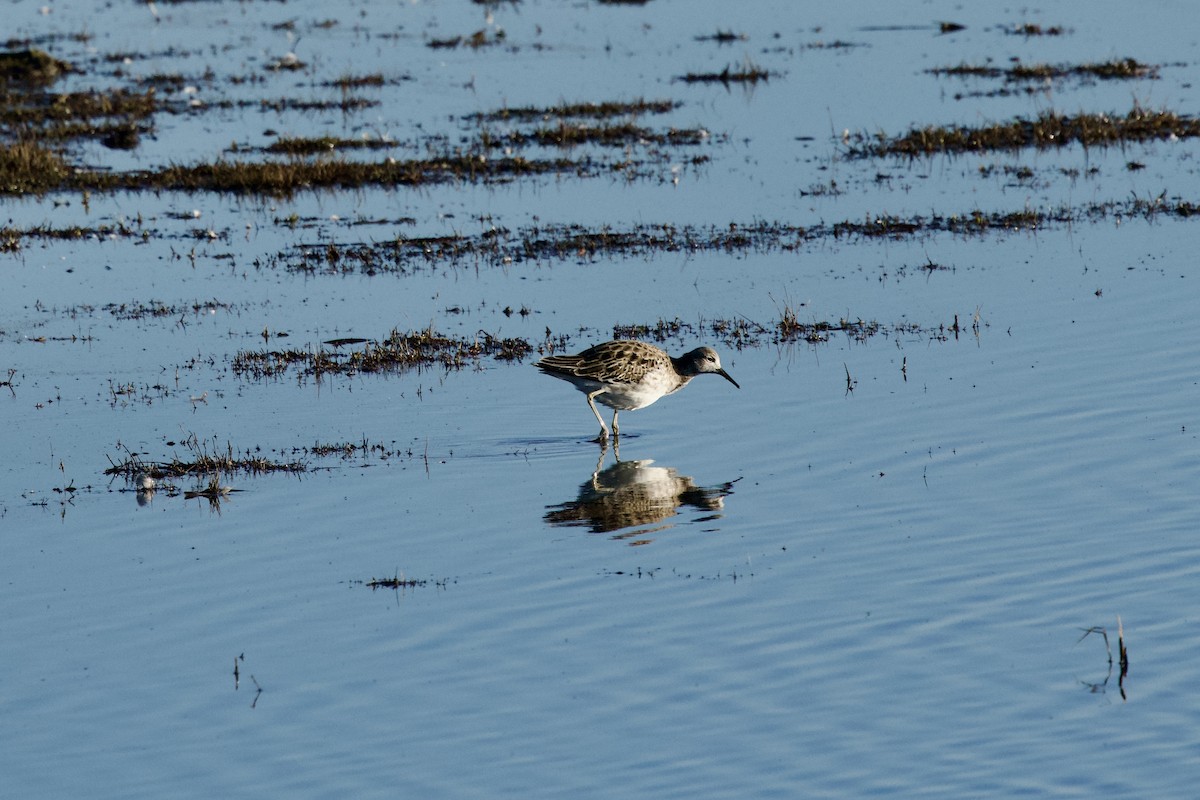 Ноцоо элсэг - ML646397676