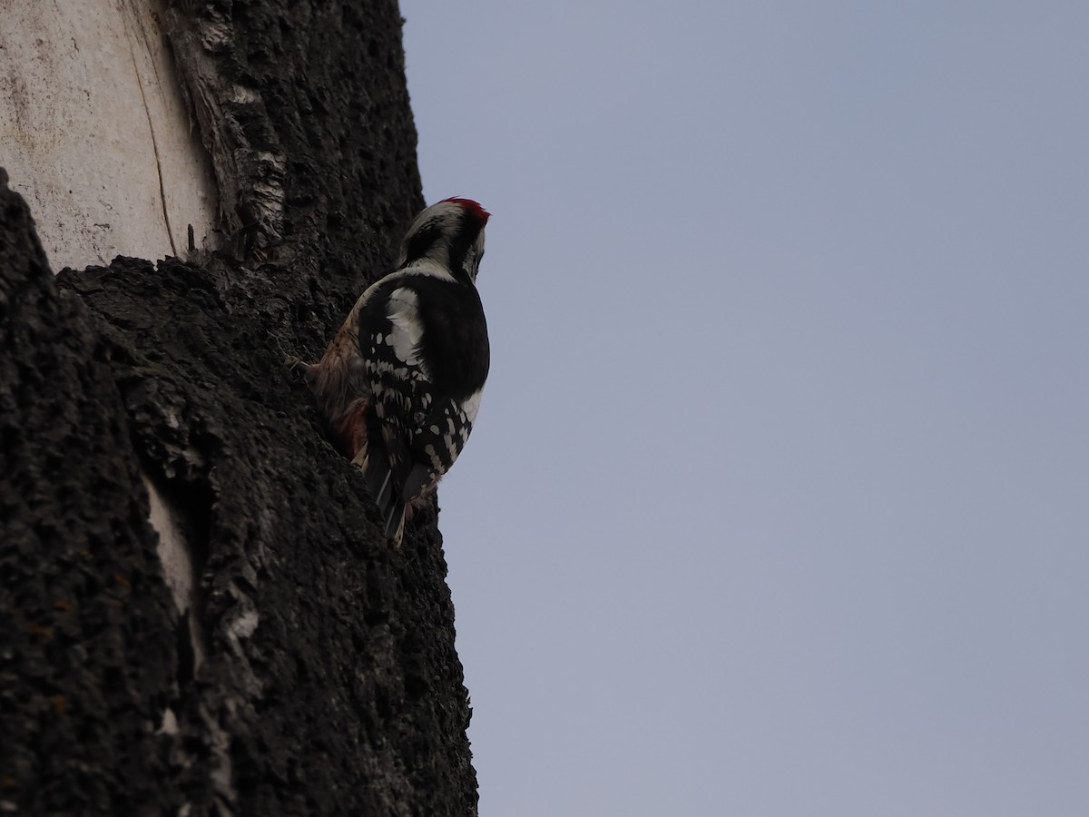 Middle Spotted Woodpecker - ML646397677