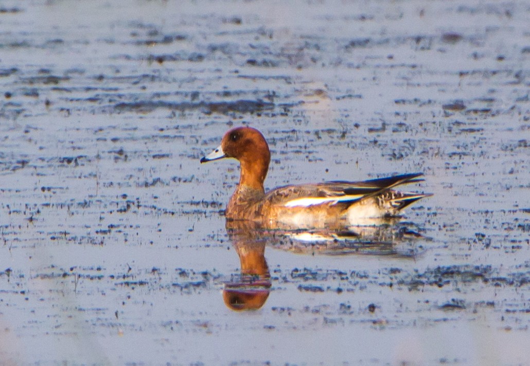 Зээрд нугас - ML646397680