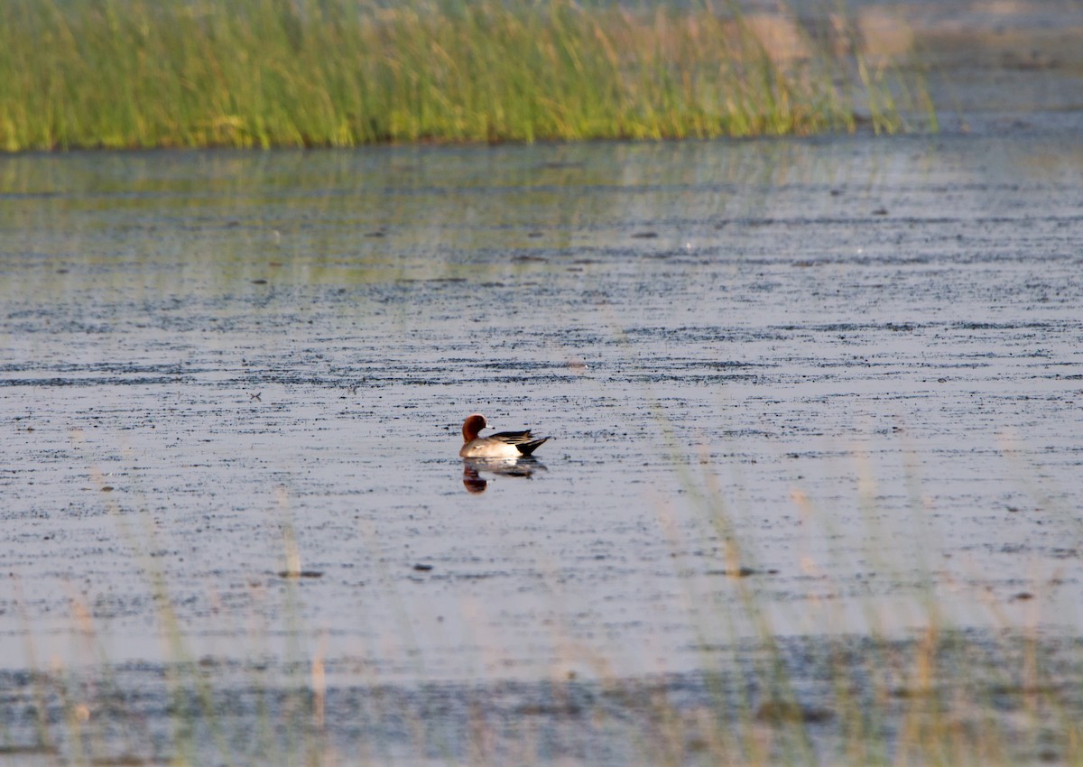 Зээрд нугас - ML646397681