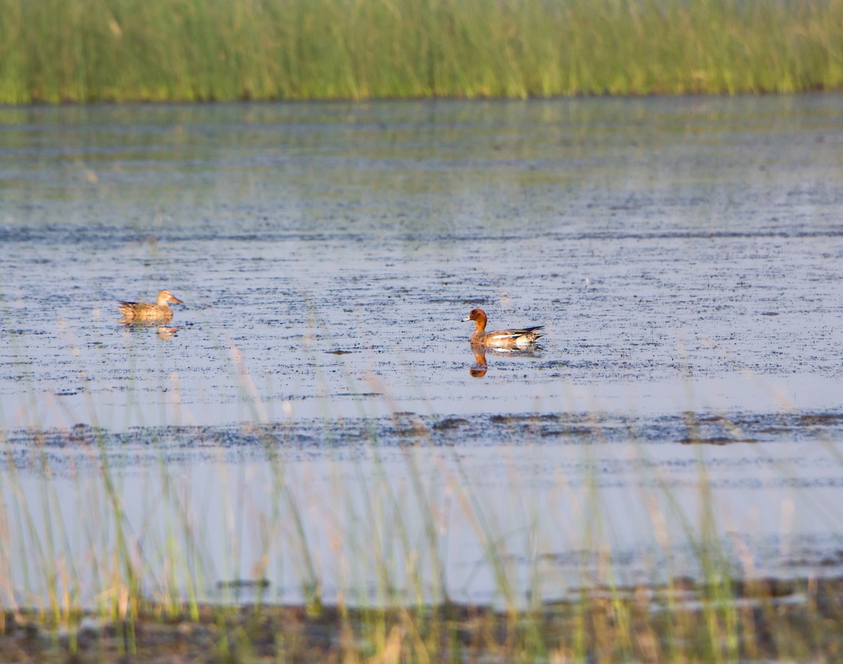 Зээрд нугас - ML646397682