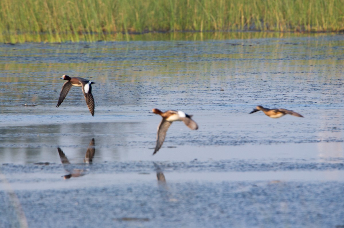 Зээрд нугас - ML646397683