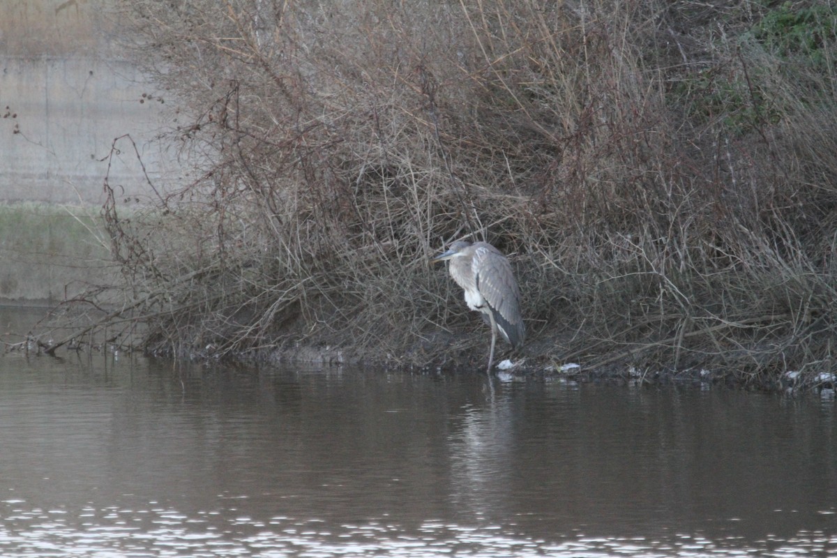 Great Blue Heron - ML646397684