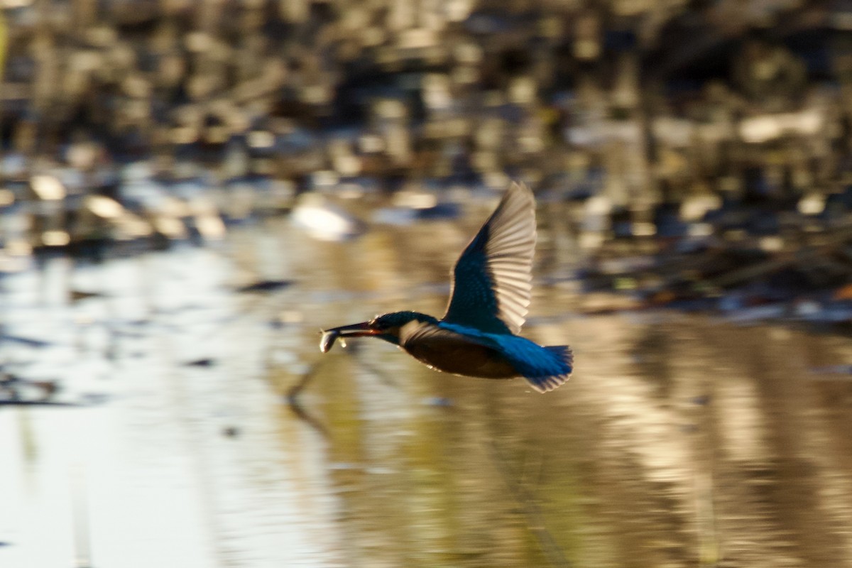 Номин шогшир - ML646397685