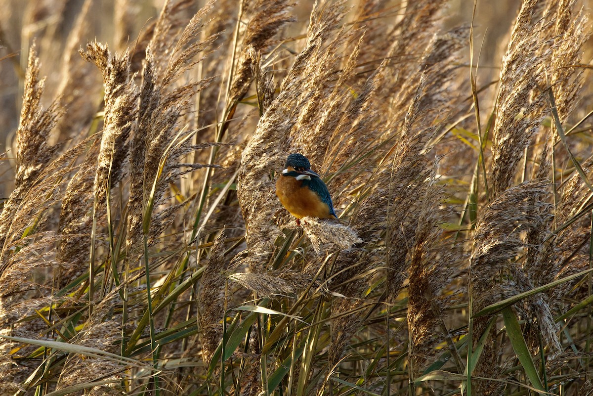 Common Kingfisher - ML646397688
