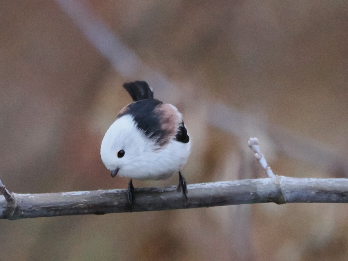 Long-tailed Tit - ML646397689