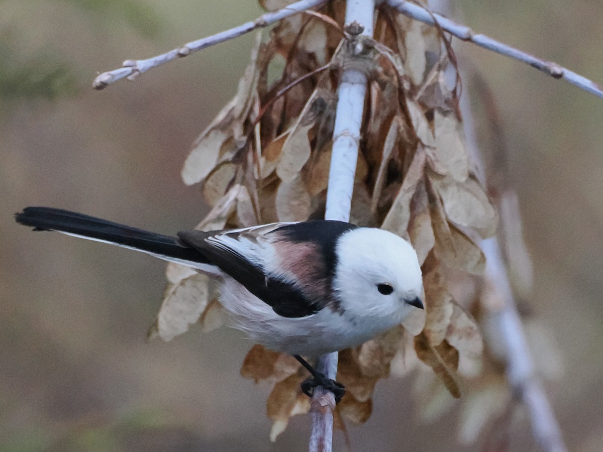 Long-tailed Tit - ML646397690