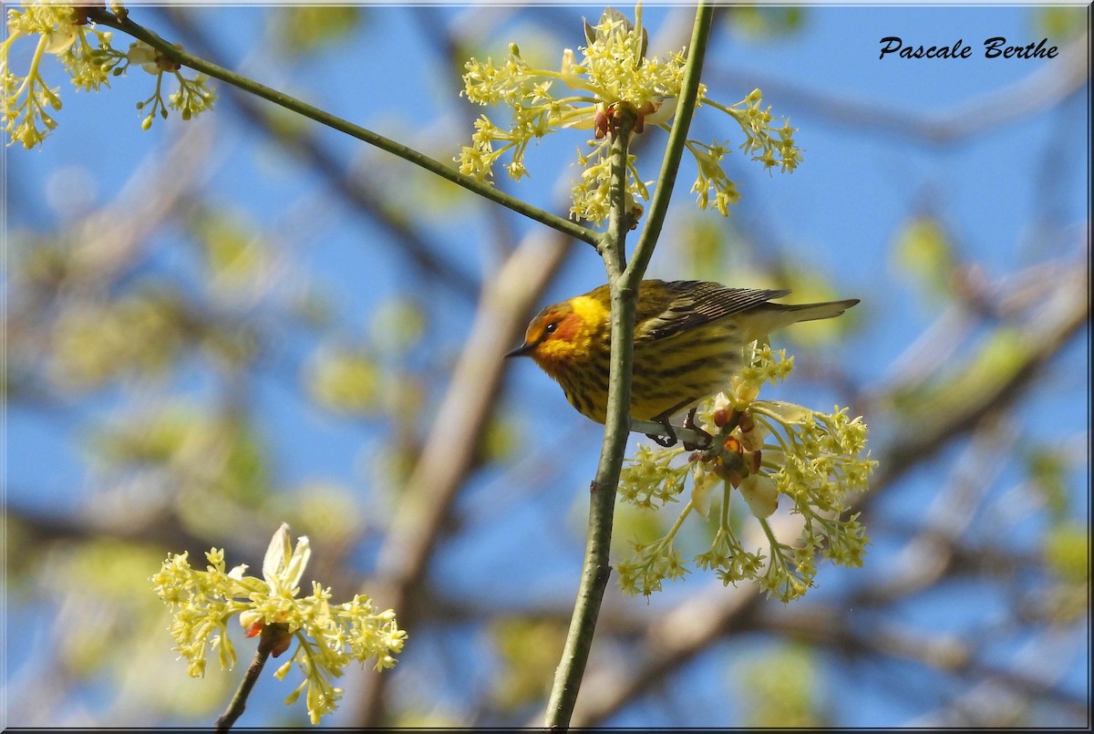 ホオアカアメリカムシクイ - ML646397691