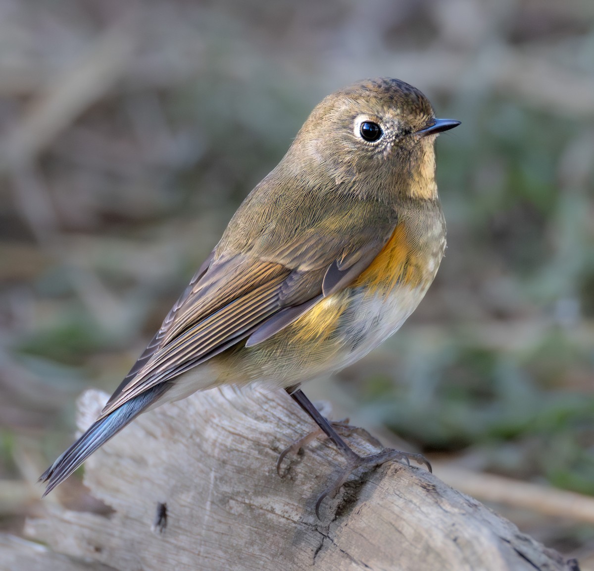 Red-flanked Bluetail - ML646397692