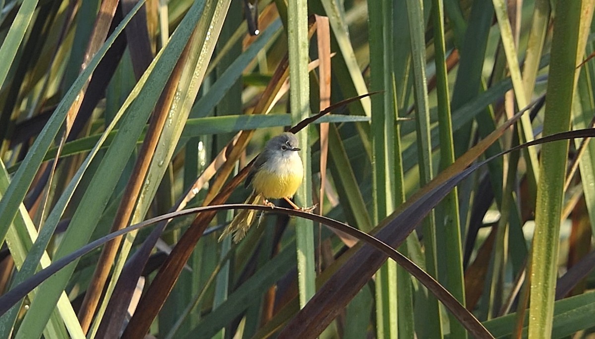 Gelbbauchprinie - ML646397693