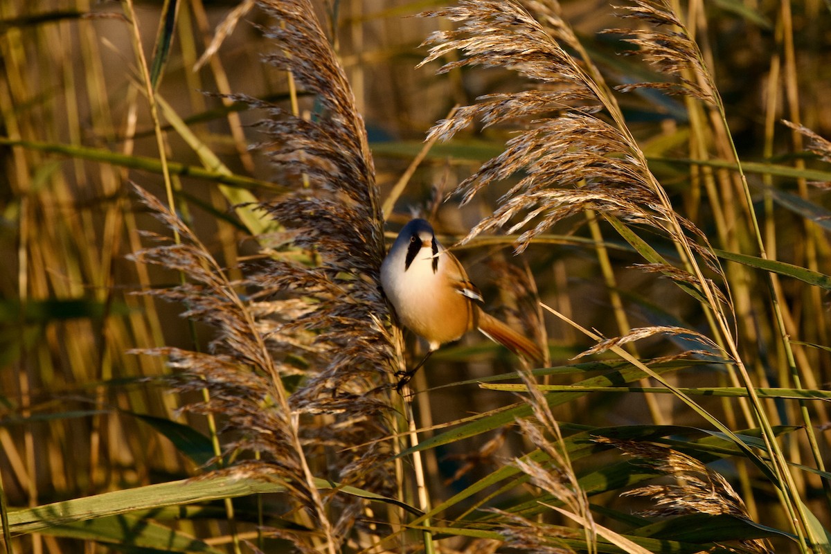 Bearded Reedling - ML646397695