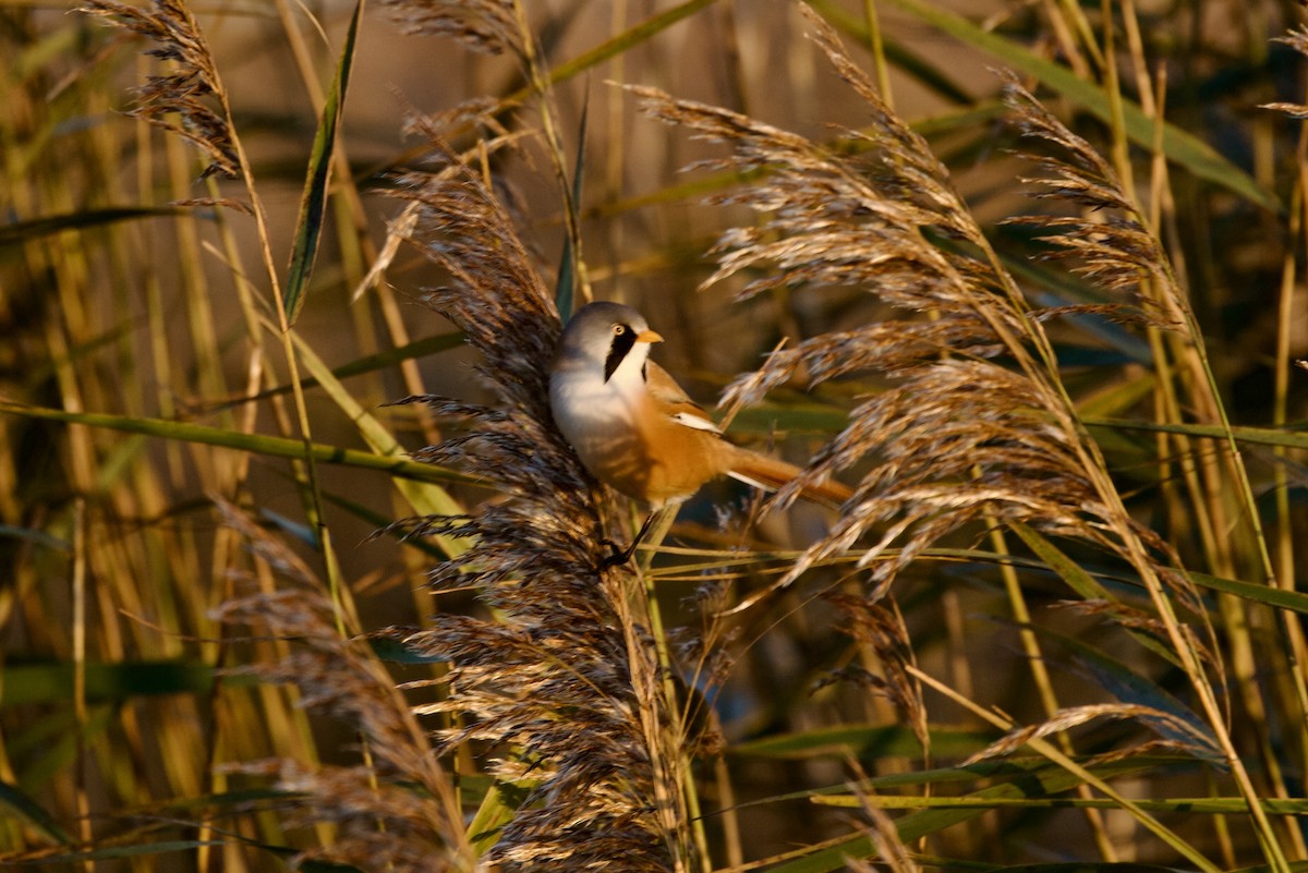 Bearded Reedling - ML646397696